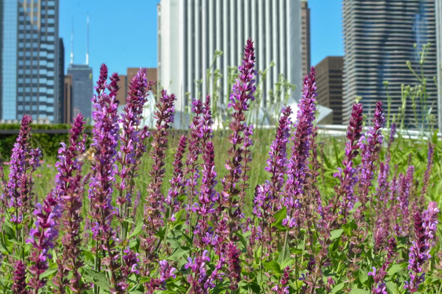 Lokalne kwiaty w Chicago, przed parkiem Millennium