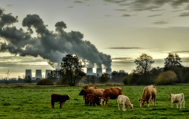 背景中有無數煙囪噴出黑煙，前景中有乳牛在覓食