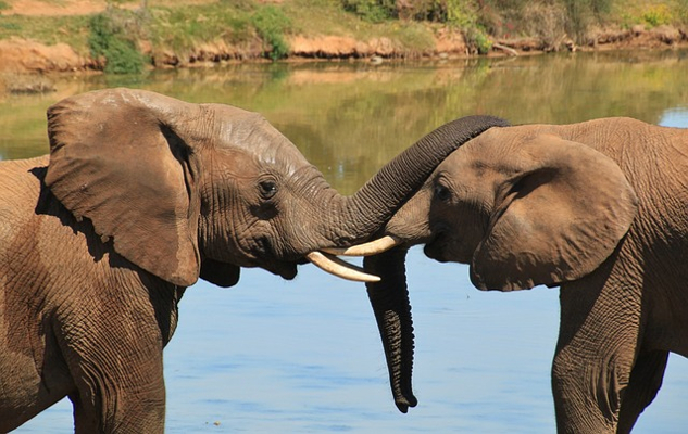 δύο ελέφαντες από κοντά και τα κουφάρια που αγγίζουν