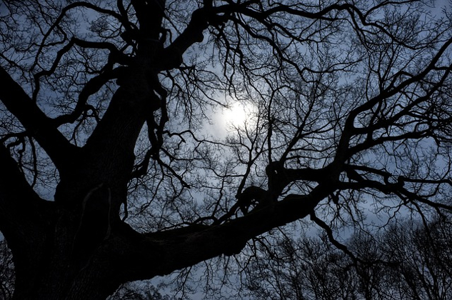 dahan-dahan gundul dari sebuah pohon tua yang sangat besar, kontras dengan cahaya di belakangnya