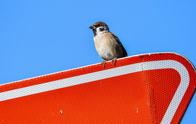 a sparrow perched on top of a road sign