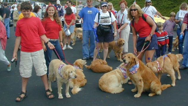 Golden Retrievers in a July 4th parade