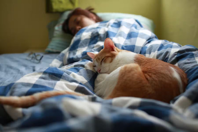 Oranssi ja valkoinen kissa nukkuu sängyssä nukkuvan omistajansa peitettyjä jalkoja vasten