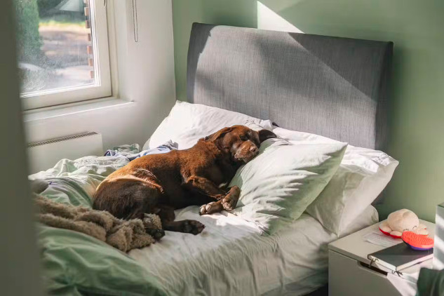Sjokolade Labrador-hond slaap op eienaar se bed, sonlig stroom deur venster in