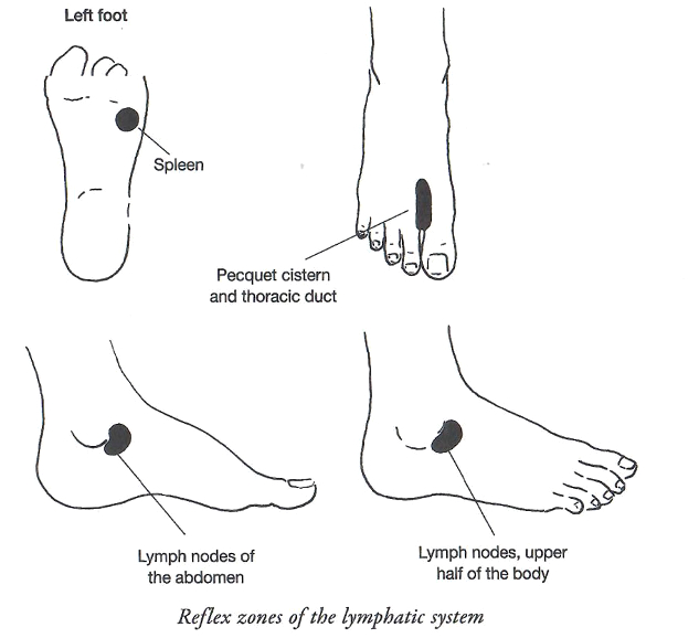 foot reflexology lymph zones