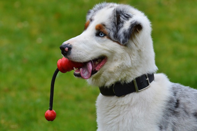 Junger Hund will spielen. Bild von Alexa von Pixabay.
