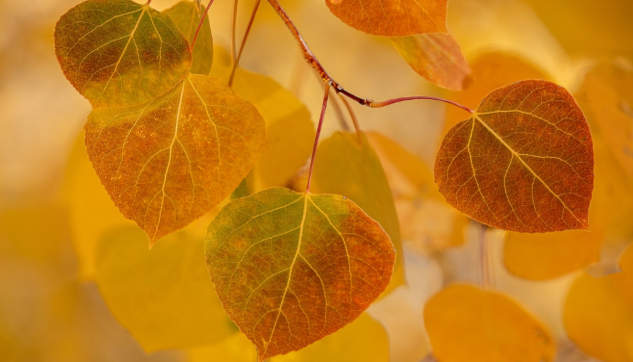 نظرة فلكية وتوقعات الأبراج: 29 سبتمبر - 5 أكتوبر 2025