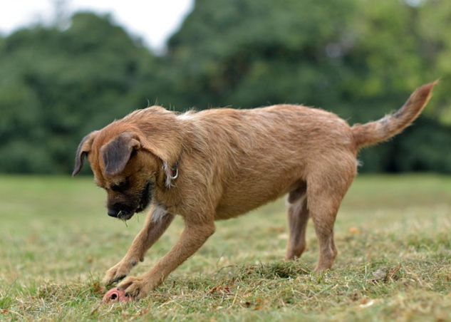 Dog focused on a ball. Image by Adrienn Molnar from Pixabay. 