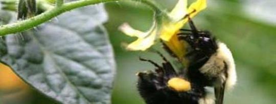 דבורים המאבקות צמחיות