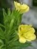 Evening Primrose remedies Minyak untuk Hay Fever grafis