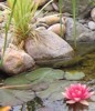 Pengobatan Herbal Bath