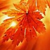 Autumnal Equinox: Nhận thức rõ về môi trường xung quanh chúng ta