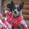 El perro marca la diferencia: Celia y Scout