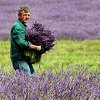 너의 정원에있는 라벤더 : 건강, 향수, 복지를 위해