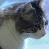 奧斯卡貓預測癡呆症患者的死亡