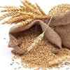El gluten y los cereales - ¿Bueno o malo? artículo de Vijay Vad MD