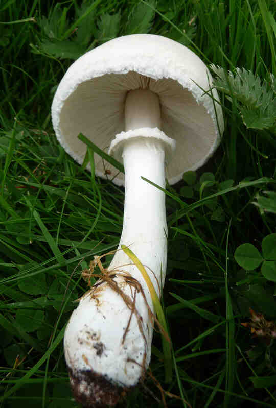 A white gilled mushroom lies on its side in the grass.