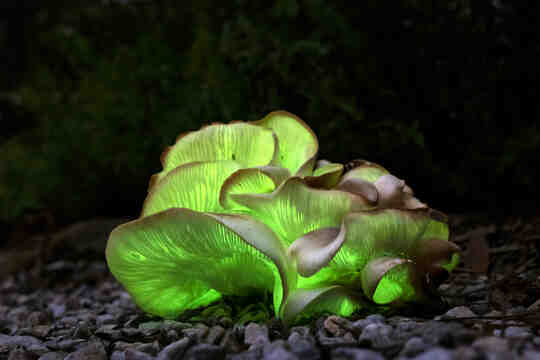 A cluster of mushrooms glow in the dark.