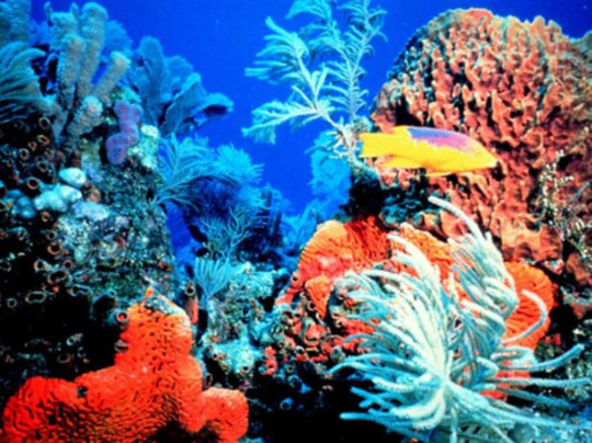 Океаны помогают крошечным кораллам избежать тепла