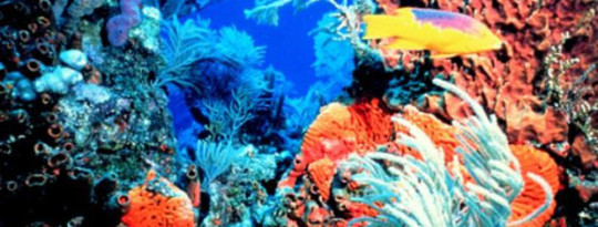 Lautan Bantuan Coral Tiny Escape Panas