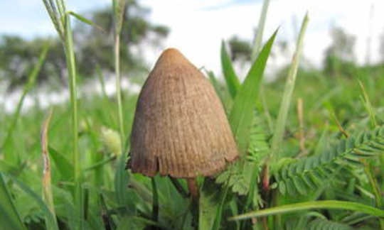 魔法蘑菇 2 17
