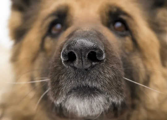 这些狗被训练嗅出冠状病毒。 大多数人成功率达100％
