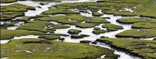 Klimawandel-Lösungen: Perserving Peatland Carbon sinkt