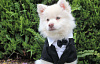 seekor anjing muda memakai tuxedo