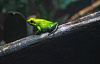 una rana verde seduta su un ramo