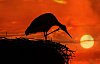 cicogna sul loro nido arroccato in alto sopra il sole al tramonto