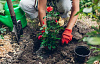 mujer trabajando con plantas al aire libre
