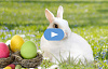 Ein weißes Kaninchen mit farbigen Eiern in Nestern.