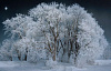 برف کی چادر کے ساتھ درخت