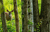 whitetail hinde in het bos
