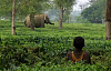 Gajah Asia di ladang teh di India dengan seorang kanak-kanak di rumput tinggi, memerhati.