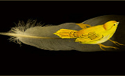 büyük bir kuş tüyü üzerinde duran küçük sarı kuş