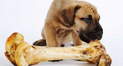 Ar trebui să vă hrăniți carnea crudă a animalului dvs. de companie? Riscurile reale ale unei diete „tradiționale” pentru câini