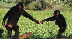 60% av primater som nå trues med utryddelse