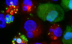 How Cannibalism By Breast Cancer Cells Promotes Dormancy