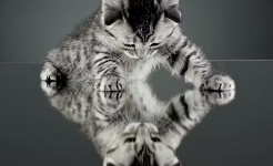 gattino in piedi su una superficie a specchio che gioca con il suo riflesso