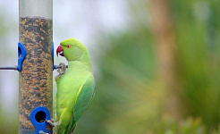 Are Parakeets On Course For Global Domination?
