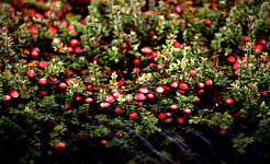 While Cranberries Are Otherwise Healthy, They Don't Appear To Cure Urinary Tract Infections