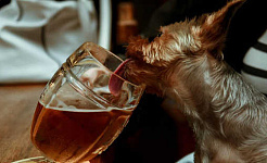 собака, яка п'є чайЧому кішки є метушливими їдачами, але собаки споживають майже все