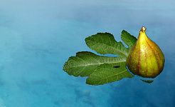 une figue sur une feuille de figuier flottant sur l'eau