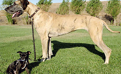 Great Dane, berjumpa dengan Chihuahua. Anda mempunyai banyak persamaan. Ellen Levy Finch, CC BY-SA