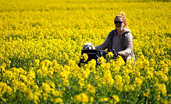 امرأة على دراجة تسير في حقل من الزهور الصفراء الزاهية مع جرو صغير في سلة الدراجة
