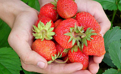 ताजा रसीले स्ट्रॉबेरी हाथ पकड़े हुए