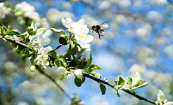 De ce iubesc viespile - Și de ce ar trebui și tu