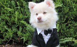 seekor anjing muda memakai tuxedo
