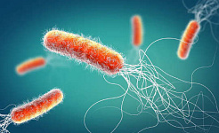 Jak nasz układ odpornościowy pomaga nam walczyć z opornością na antybiotyki